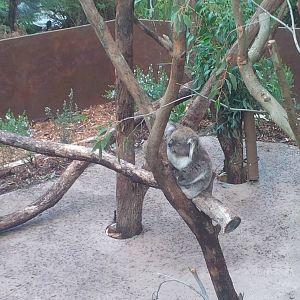 Koala