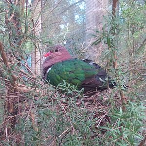 Nesting Emerald Dove