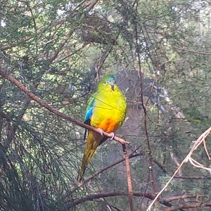 Orange bellied Parrot