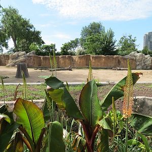 Elephant Passage - Species Roatation Yard East of Elephant House