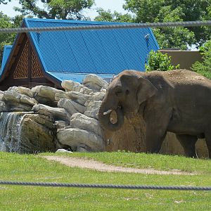 Elephant Passage - Species Rotation Yard With Amphitheater - Asian Elephant