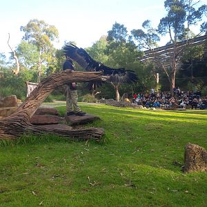 Spirits of the Sky bird flight presentation