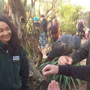 Walk thru Parrot avairy