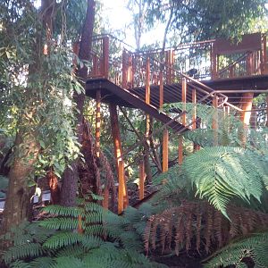 New look out in the Lyre bird avairy