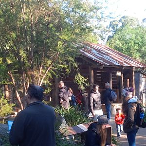 Dingo viewing shelter
