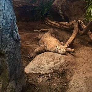 Komodo Dragon Exhibit