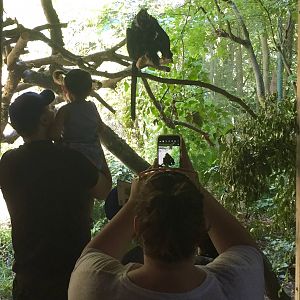 Photographing a Langur