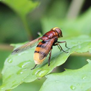 Hornet mimic hoverfly