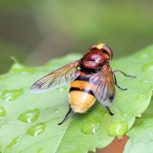 Hornet mimic hoverfly
