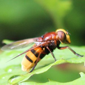 Hornet mimic hoverfly