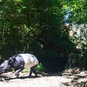 Malayian Tapir Exhibit