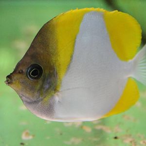 Pyramid butterflyfish