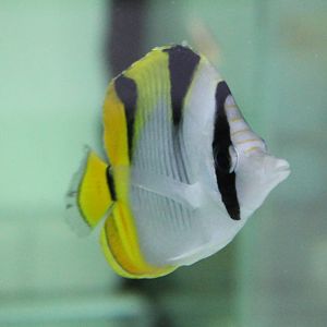 Black-wedged butterflyfish