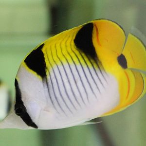 Black-wedged butterflyfish