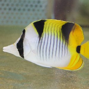 Black-wedged butterflyfish