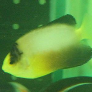 Multicolour angelfish