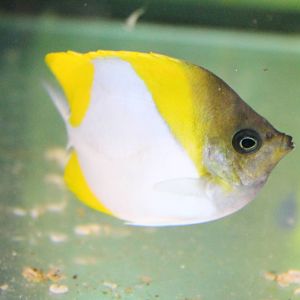 Pyramid butterflyfish