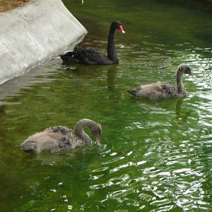 Black swan with chicks