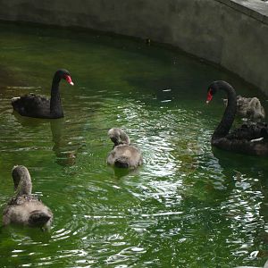 Black swans with chicks