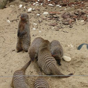 Banded mongooses