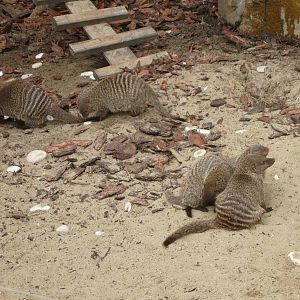 Banded mongooses