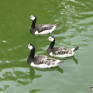 Barnacle geese