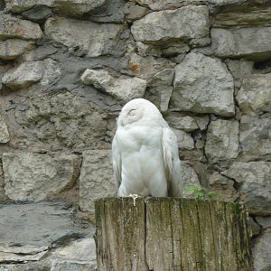 Male Snowy owl