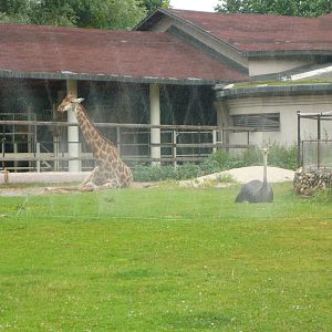 Ostrich and Giraffe