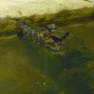 Cuvier's dwarf caiman (Paleosuchus palpebrosus)