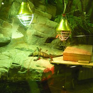 Black roughneck monitor (Varanus rudicollis)