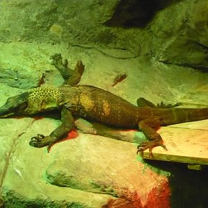 Black roughneck monitor (Varanus rudicollis)