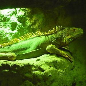 Green iguana