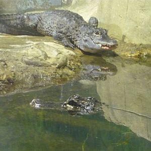 Chinese alligators