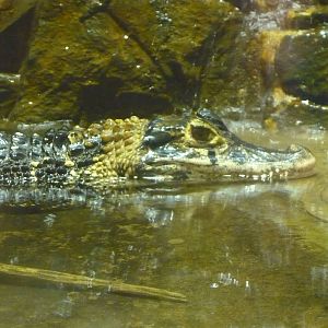 Black caiman