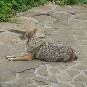 Golden jackal