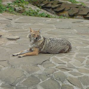 Golden jackal