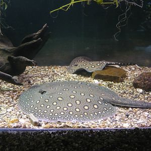 Ocellate river stingrays (Potamotrygon motoro)