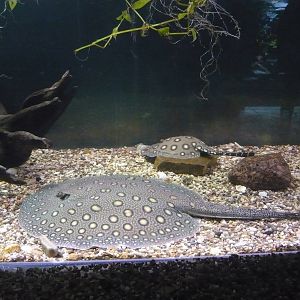 Ocellate river stingrays (Potamotrygon motoro)