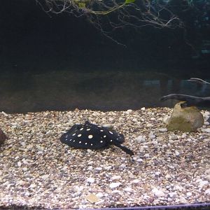 White-blotched river stingray (Potamotrygon leopoldi)