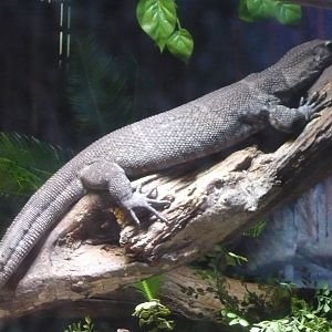 Dumeril's monitor (Varanus dumerilii)
