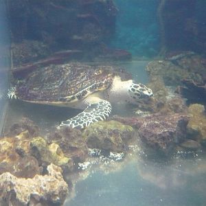 Hawksbill sea turtle (Eretmochelys imbricata)