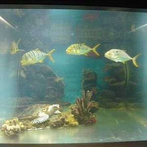 Hawskbill and Trevally exhibit