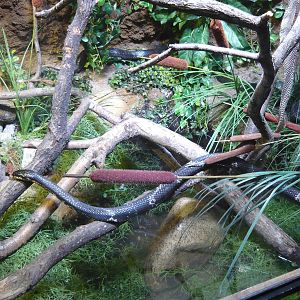 Russian ratsnake (Elaphe schrenckii)