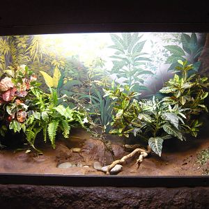 Leafcutter ants exhibit