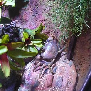 Rainbow crab (Cardisoma armatum)