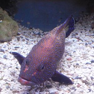 Argus grouper (Cephalopholis argus)