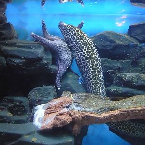 Laced moray (Gymnothorax favagineus)