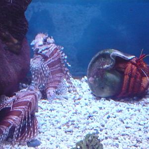 Zebra turkeyfish (Dendrochirus zebra) and White-spotted hermit crab (Dardan