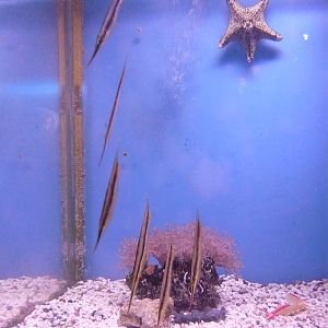 Razorfish and invertebrates