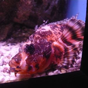 Twospot turkeyfish (Dendrochirus biocellatus)